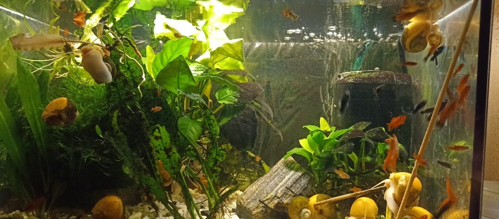 Młode mieczyki 1/3cm