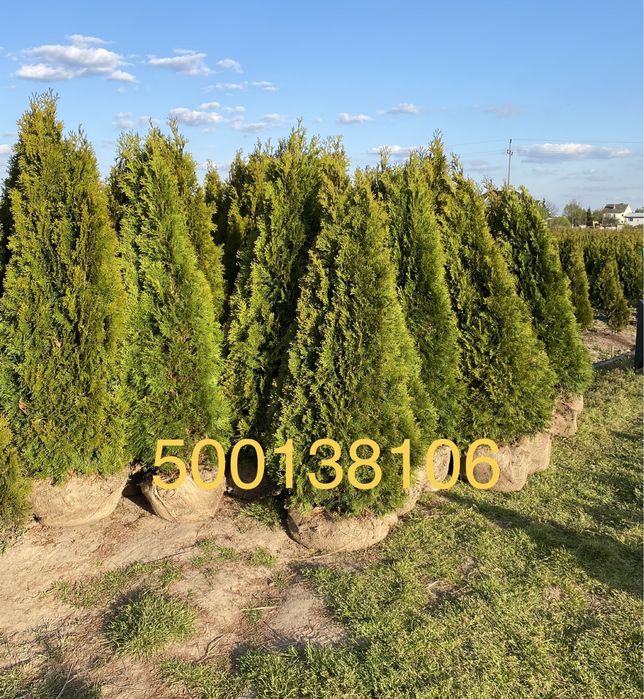 Tuja szmaragd w donicy 200-250 cm