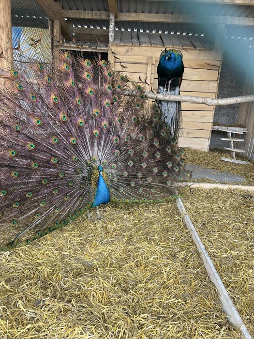 Птахи пави дорослі