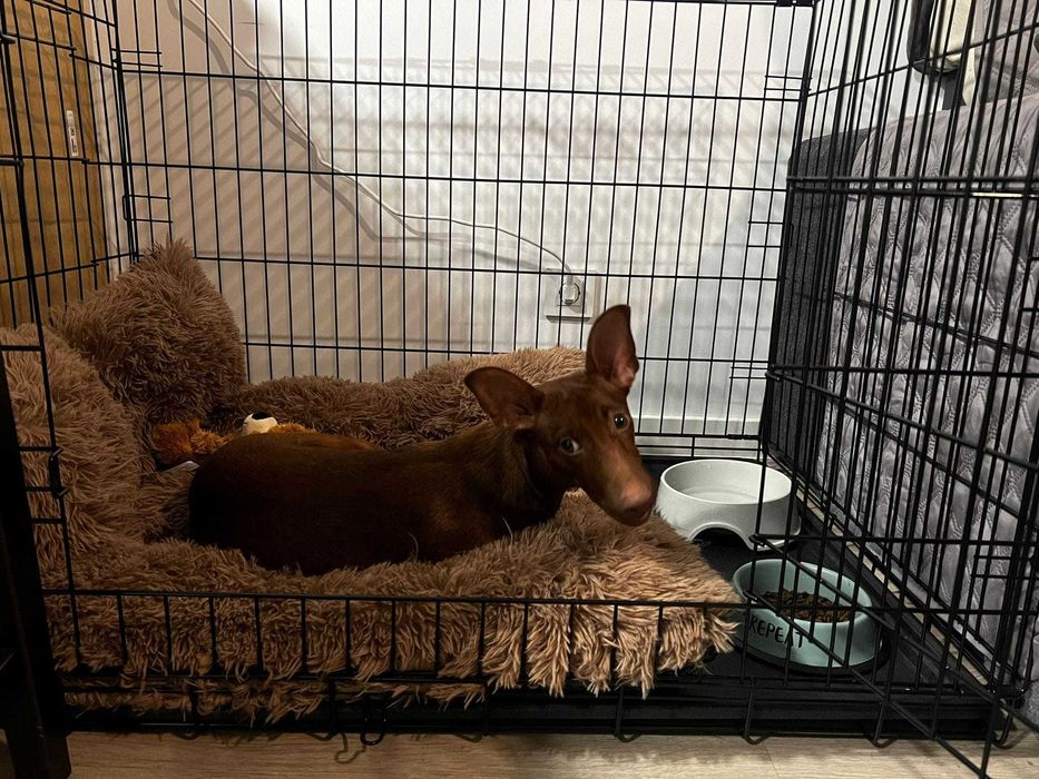 Нові клетка S-XXL переноска место дом будка для собак кошки на вирост