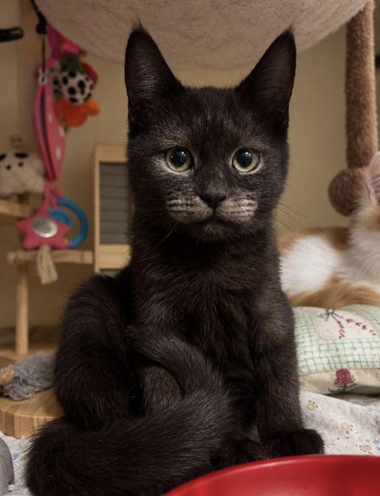 Кошенята, всі хлопчики, в люблячі руки (кіт, котик, котеня)
