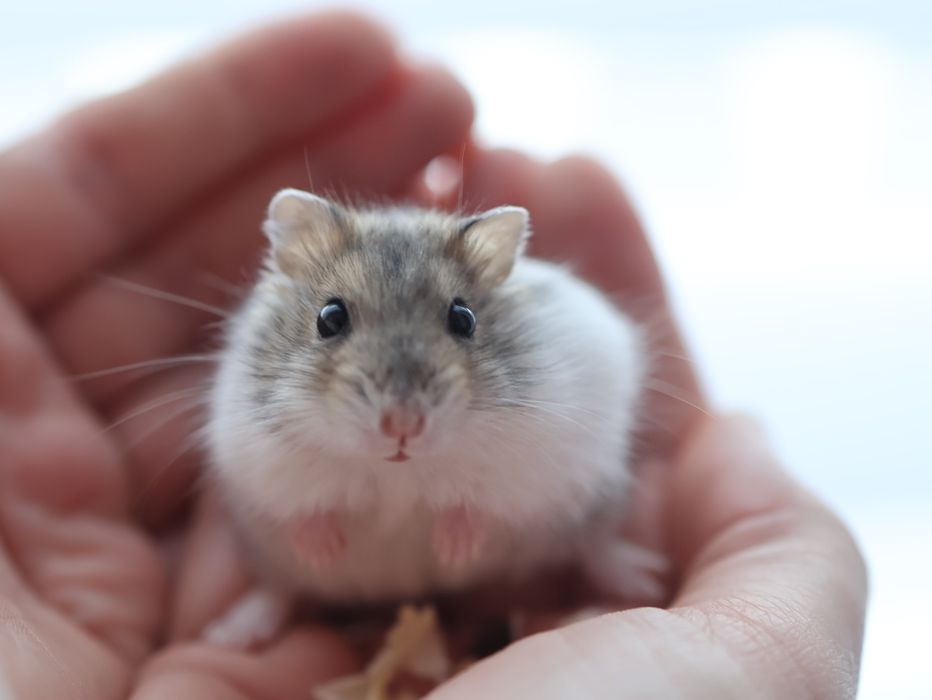 Klatka + Chomik dżungarski maleństwo