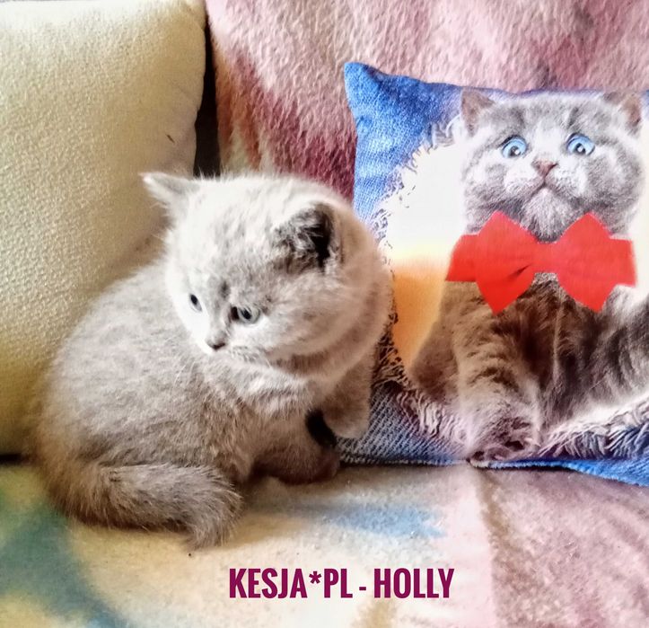 Kotka brytyjska niebieska z rodowodem FPL