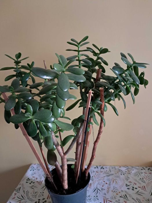 sprzedam duże drzewko szczęścia