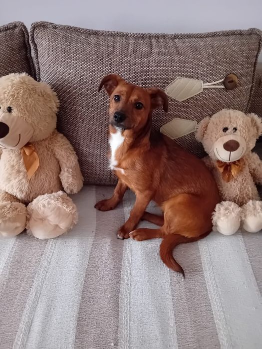 Libra -  młoda, 6 kg suczka do adopcji