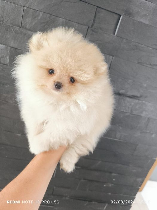 Spitz Anão.Lulu da Pomerânia  Russo. LOP e Afixo.. Mini. Ursinho