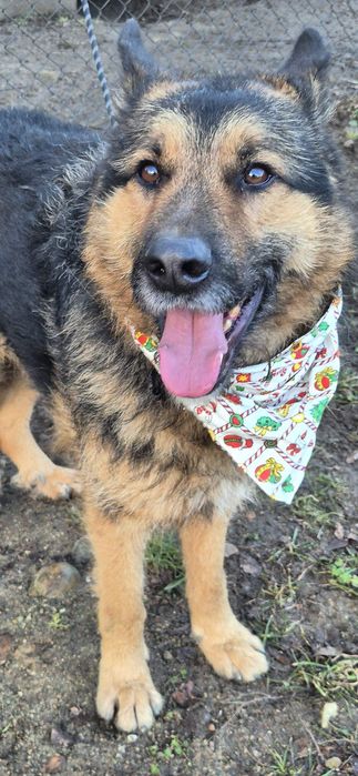 Piesek około cztery lata