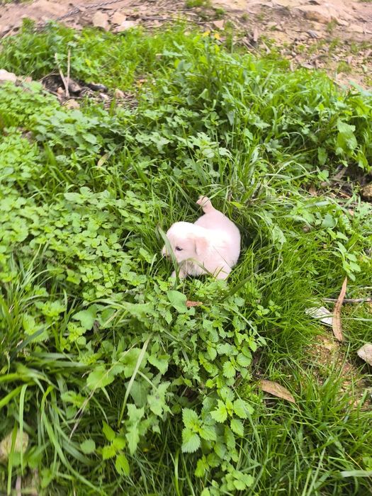 Cãezinhos canixes porte médio