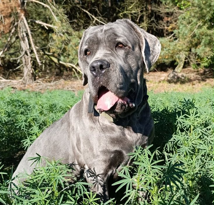 Miot Cane Corso Italiano Szczeniak Sunia Suczka