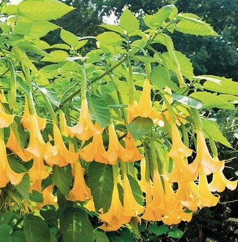 Datura - Brugmansja zółta sadzonki - zostalo 8 sadzonek