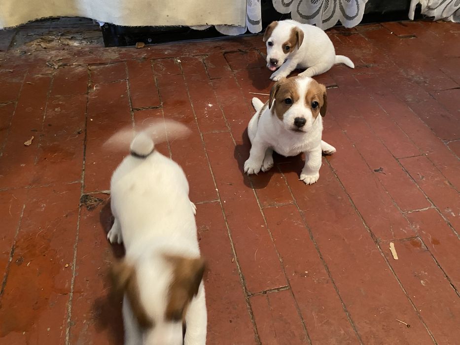 Цуценята Джек-Рассел Терєр