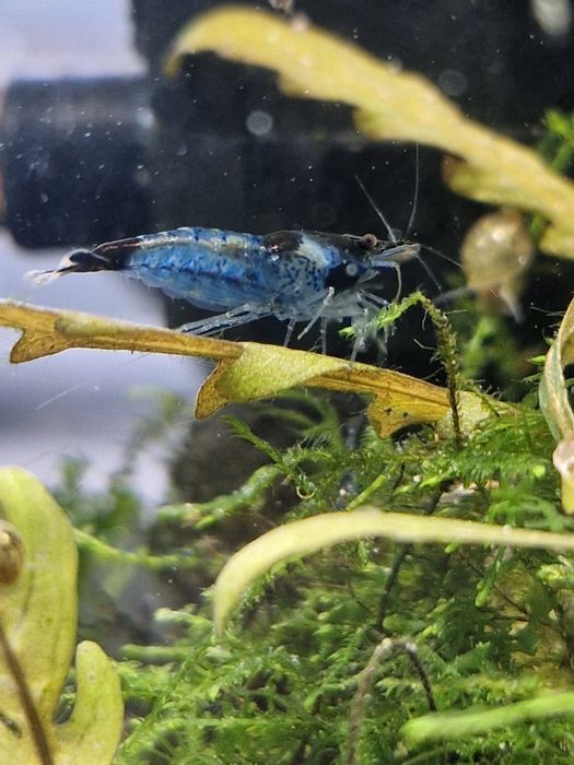 Krewetki neocaridina blue rili