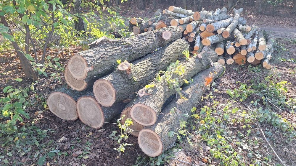 Mulczowanie,Wycinki drzew,Mulczer Leśny Wgłębny,Koparka gąsienicowa
