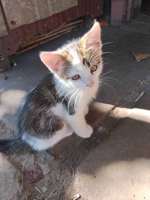 Котик 4 месяца ищет семью