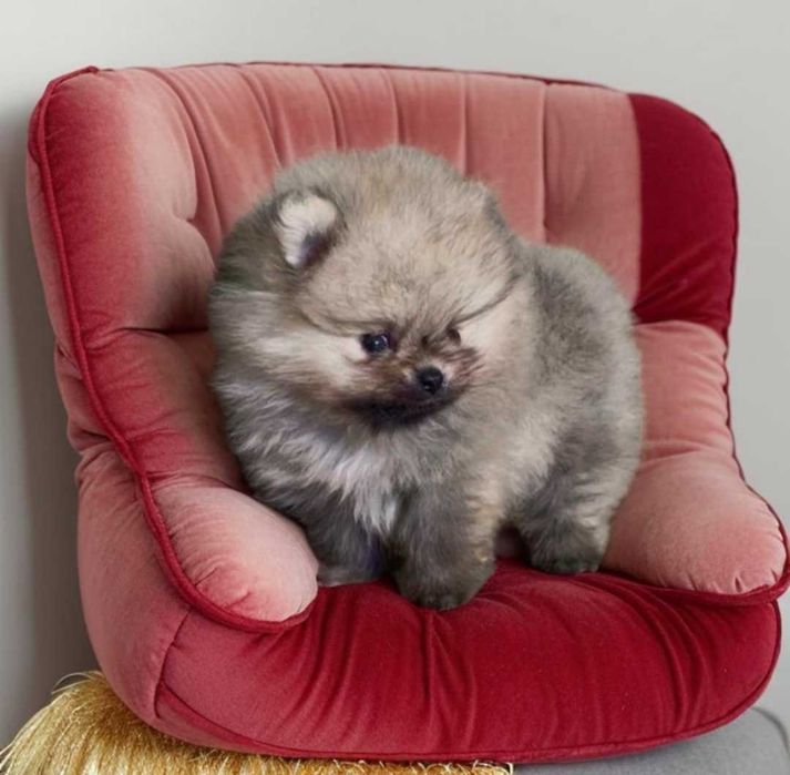 Мальчик померанксий шпиц. Размер микро.