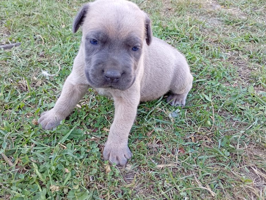 Cane Corso -jasno błękitny chłopak