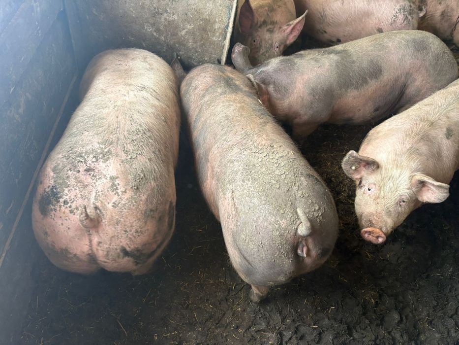 Продам свини на м'ясо