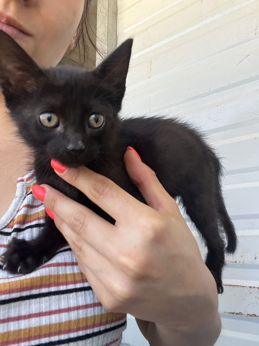 2  bebés (M/F)  para Adoção!