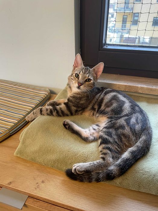 Mały bury marmurek - San, do adopcji za darmo