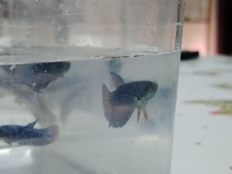 Bettas juvenis..