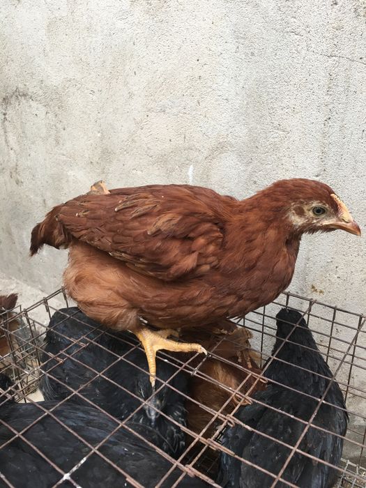 Куры молодые несушки