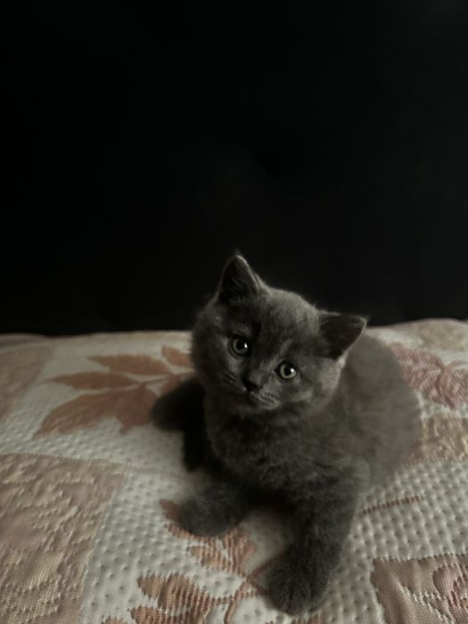 Шотланські кошенята