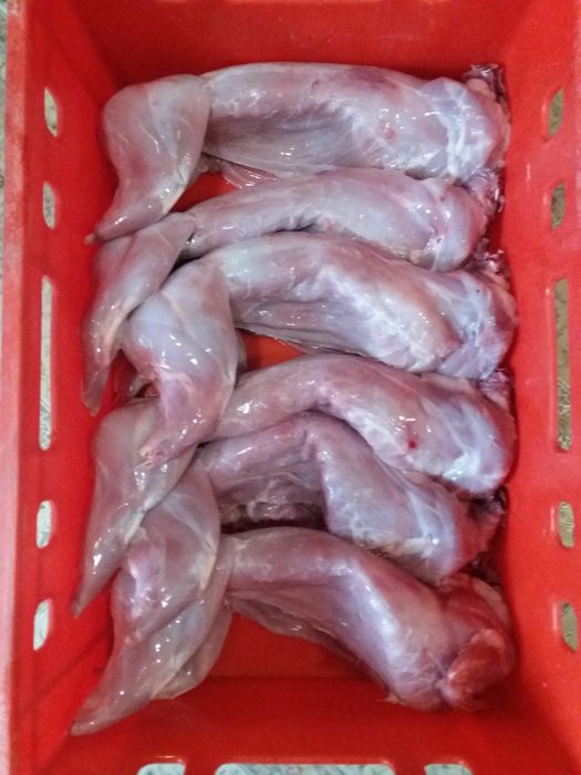 Кролики Полтавське срібло