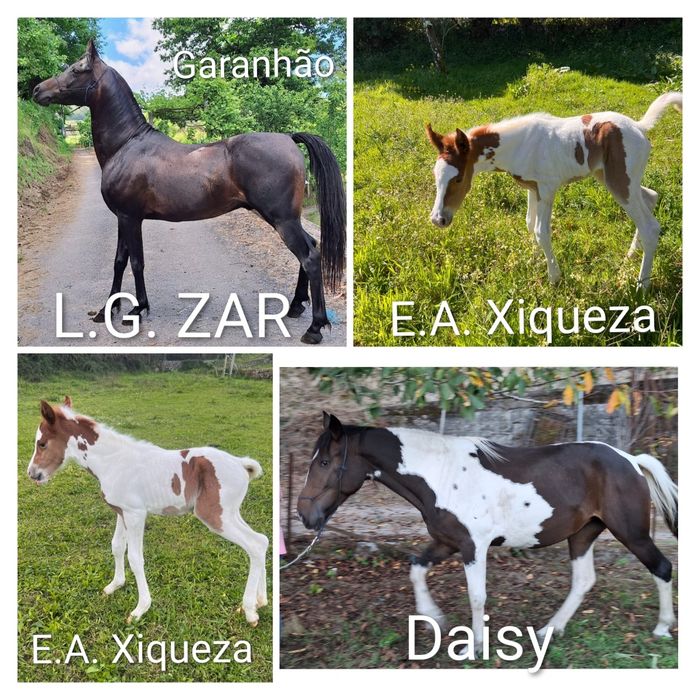 Poltra malhada filha de  pai psa  e mae standarbred