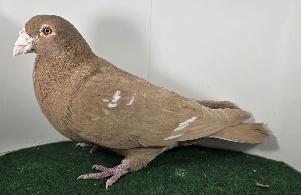 Gołębie pocztowe mullemans, żólty