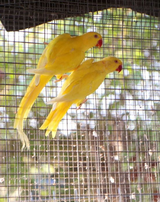 aleksandretty aleksandretta młode 25r zielone zółte niebieskie