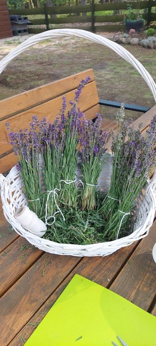 Lawenda bukiety, tegoroczne