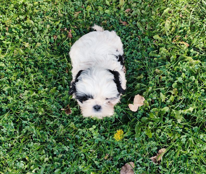 Piesek Shih tzu.