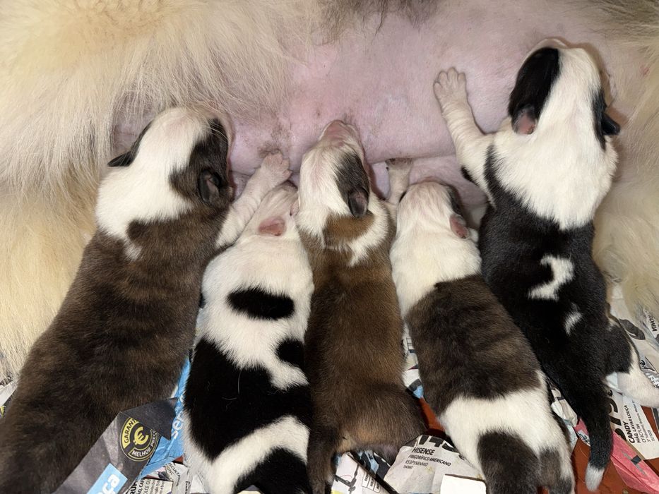 Excelente  border collie para reserva