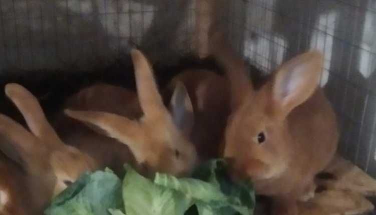 Кролики Бургундской породы.