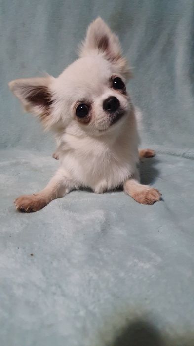 Девочка крем длинношерстная