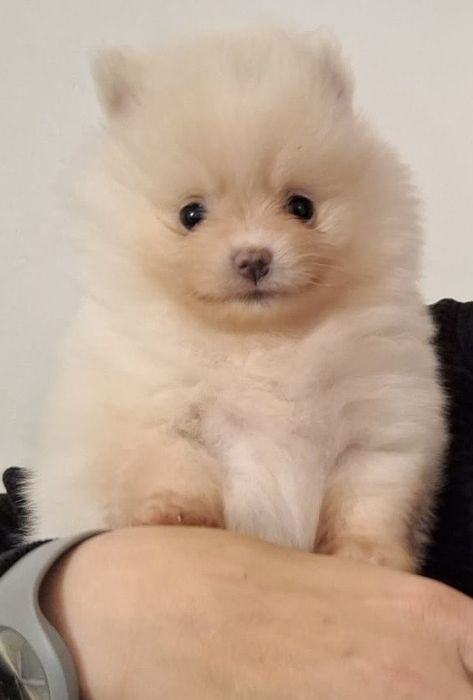 Pomeranian / szpic miniaturowy