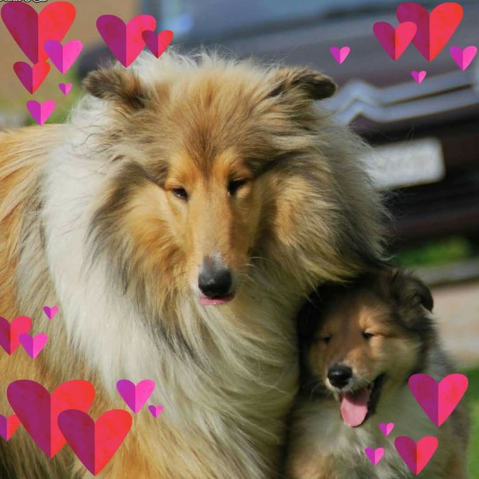 Owczarek szkocki collie ZKwP FCI