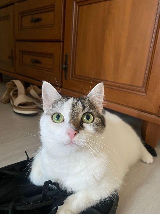 Spokojna kotka wysterylizowana + kuweta, transporter