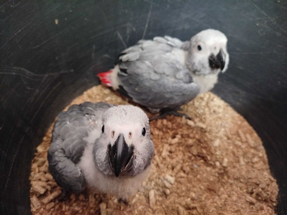 Papagaios cinzentos Bebés