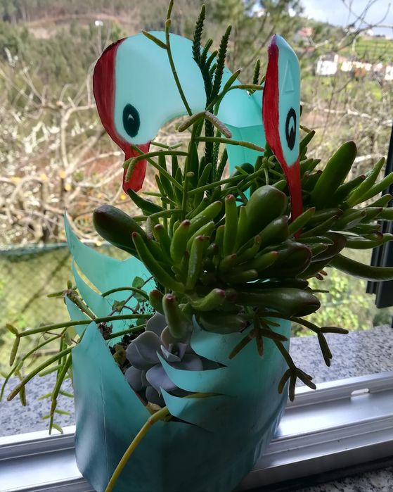 Cogumelos Silvestres, Sementes girasois várias cores, Suculentas, plan