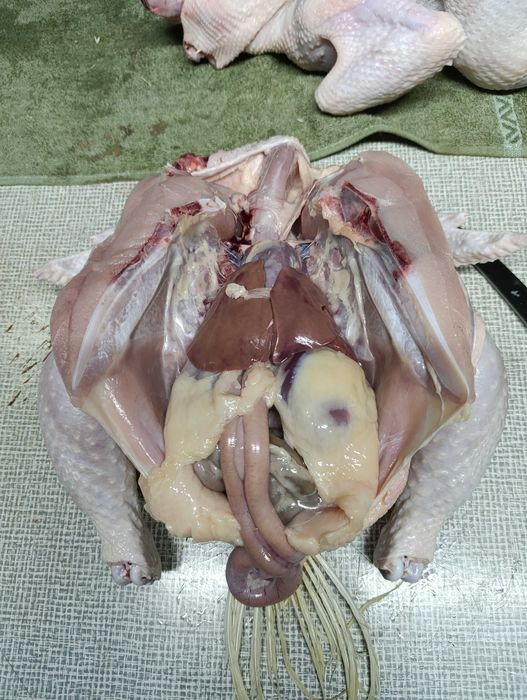 Kurczak, kurczaki,brojlery chów ekologiczny