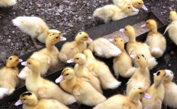 Качки,гуси,індики,курчата