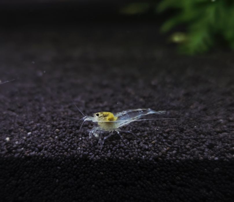Krewetka caridina white bee/ ghost