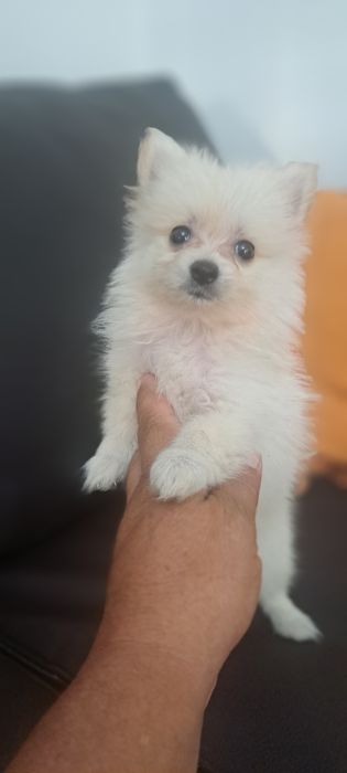 Lulu da Pomerânia fêmea