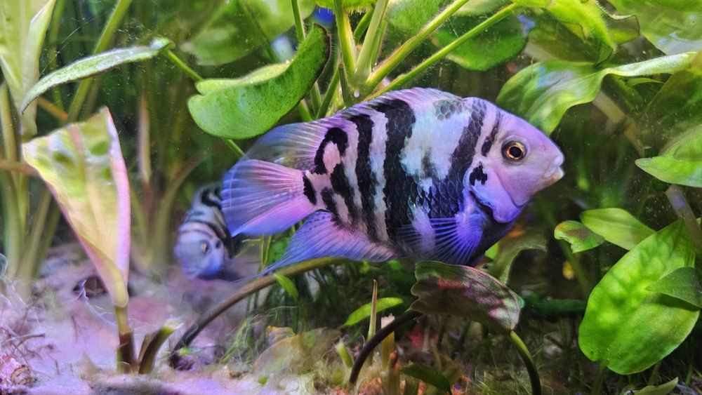 Pielegnica papuzia blue tiger (zebra)