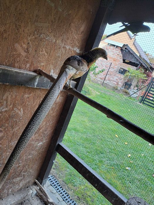 Sprzedam parke bażantów