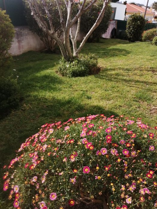 Serviços de jardinagem