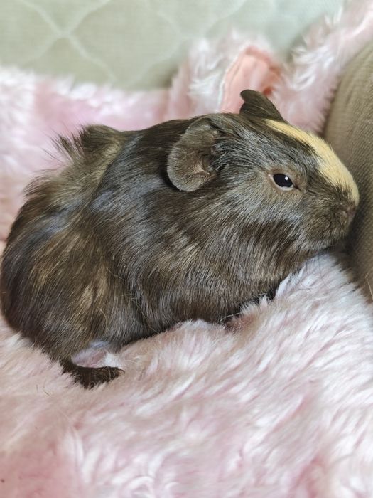 Świnka morska samiec