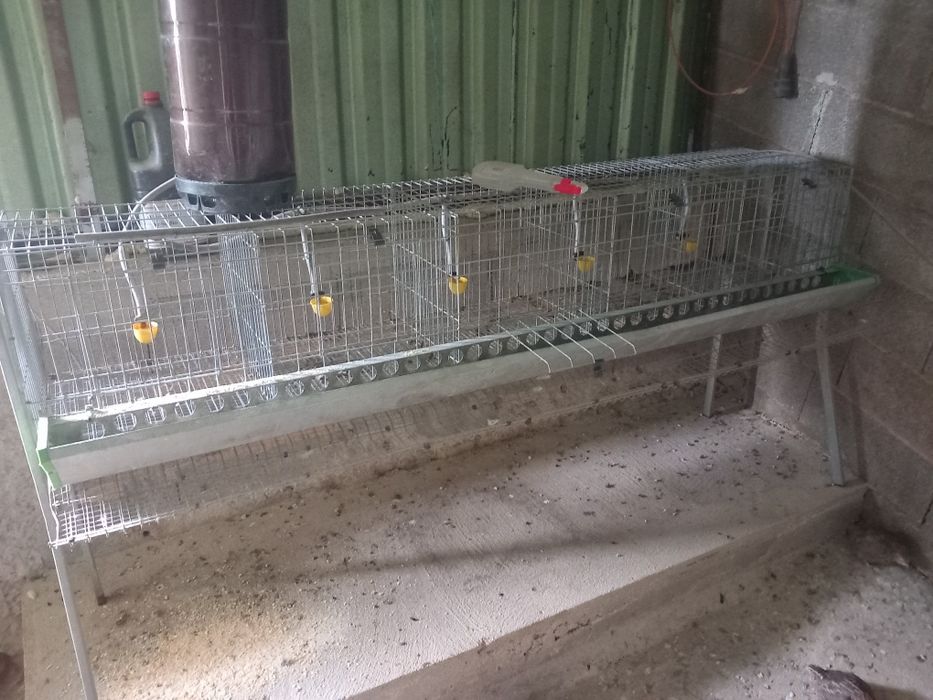 Gaiola adaptada para codernizes