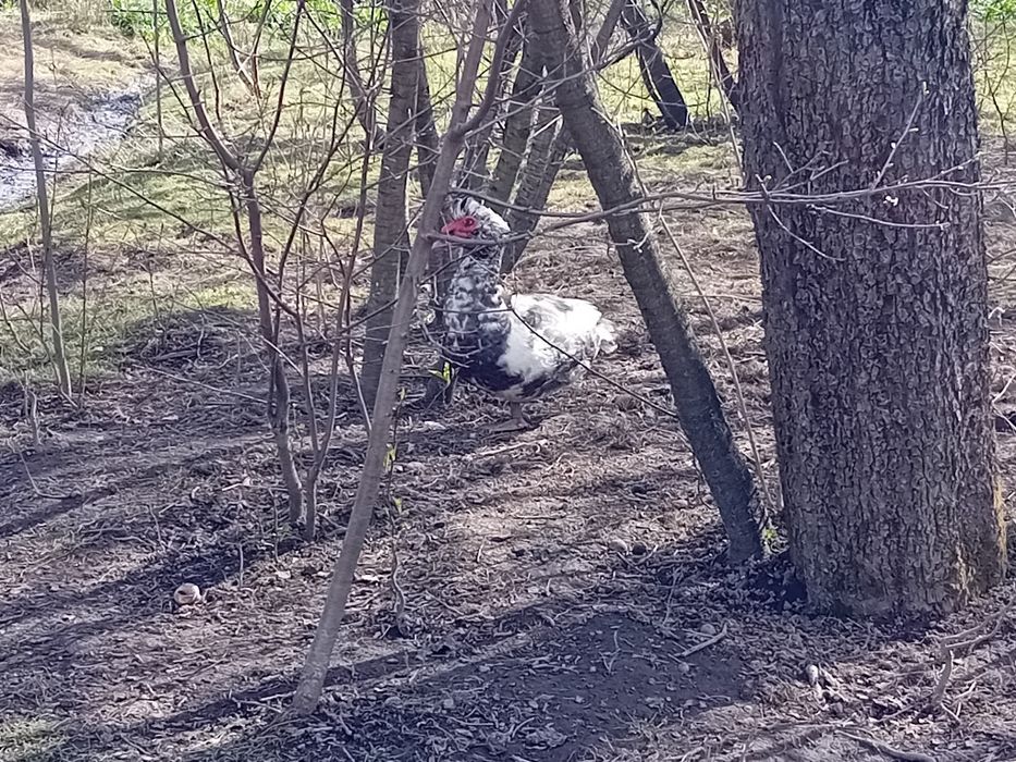 Качури, індокачури